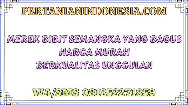 Merek Bibit Semangka Yang Bagus Harga Murah Berkualitas Unggulan